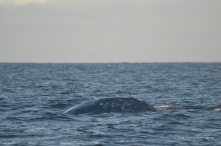 Feeding gray whale in Cow Bay!